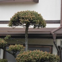 甲府市Ｓ様　外壁塗装、屋根塗装の事例紹介のサムネイル